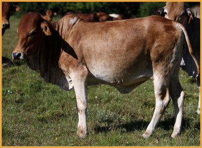 BORAN